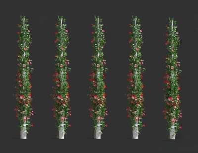 藤蔓植物3D模型下载